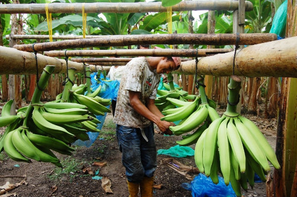La Banana la fruta que Eva ofreció a Adán – ¡Entre Fogones 